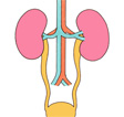 腎臓-慢性腎不全と透析-